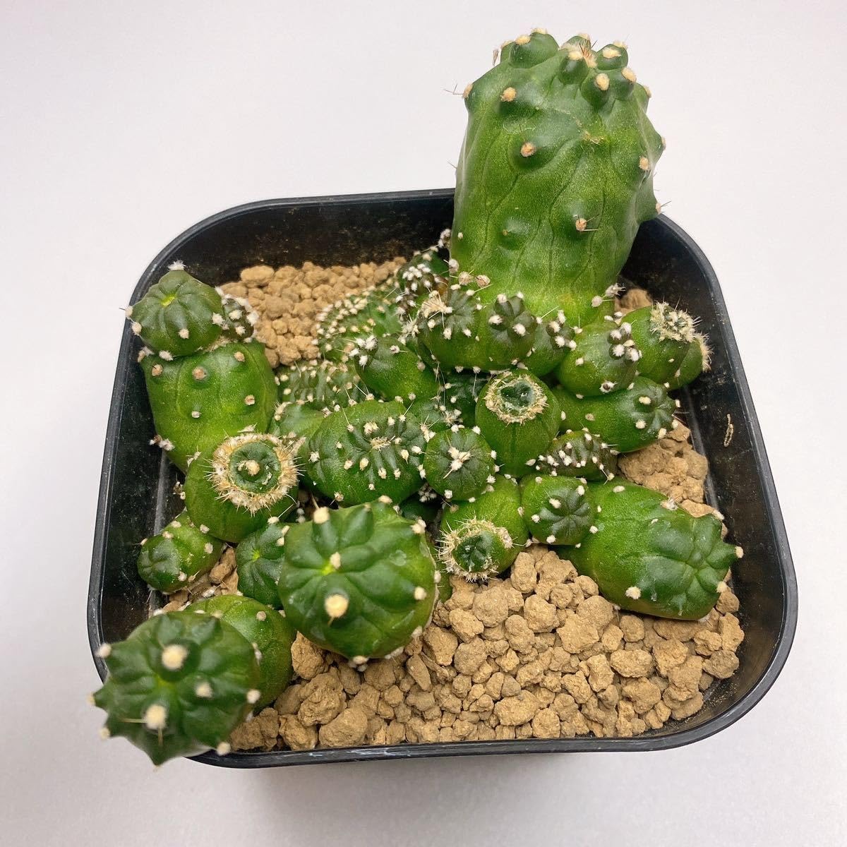 Amazon.co.jp: 多肉植物 サボテン ロビビア モントローズ Lobivia